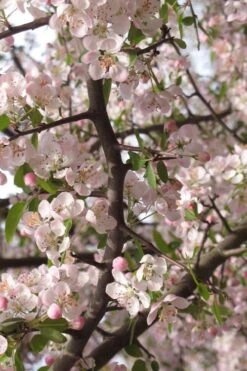 Southern Crabapple (Malus Angustifolia) - 1 Gallon Pot -Wilson Bros Garden malus angustifolia southern crabapple tree flowers 4