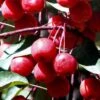 Southern Crabapple (Malus Angustifolia) - 3 Gallon Pot -Wilson Bros Garden malus angustifolia southern crabapple tree fruits 2 2