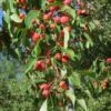 American Sweet Crabapple Tree (Malus Coronaria) - 1 Gallon Pot -Wilson Bros Garden malus coronaria american sweet crabapple 4