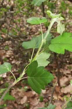 American Sweet Crabapple Tree (Malus Coronaria) - 1 Gallon Pot 17 American Sweet Crabapple Tree (Malus Coronaria) - 1 Gallon Pot -Wilson Bros Garden malus coronaria american sweet crabapple 5