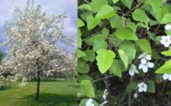 American Sweet Crabapple Tree (Malus Coronaria) - 1 Gallon Pot 16 American Sweet Crabapple Tree (Malus Coronaria) - 1 Gallon Pot -Wilson Bros Garden malus coronaria american sweet crabapple 6