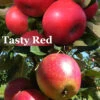 2-in-1 Fruit Snacks Columnar Apple (Malus) - 5 Gallon Pot -Wilson Bros Garden malus fruit snacks 2 in 1 columnar apple tree 1