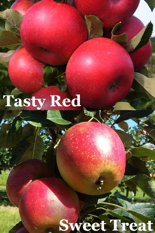 2-in-1 Fruit Snacks Columnar Apple (Malus) - 5 Gallon Pot 3 2-in-1 Fruit Snacks Columnar Apple (Malus) - 5 Gallon Pot