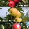 3-in-1 Fruit Snacks Columnar Apple (Malus) - 5 Gallon Pot -Wilson Bros Garden malus fruit snacks 3 in 1 columnar apple tree 1