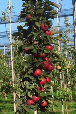 Fruit Snacks All Red Columnar Apple (Malus) - 5 Gallon Pot -Wilson Bros Garden malus fruit snacks all red columnar apple 4