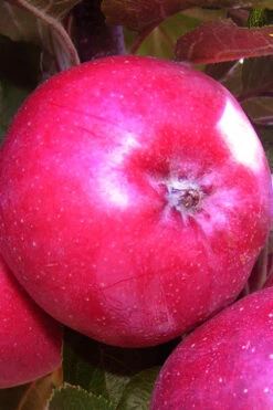 Fruit Snacks All Red Columnar Apple (Malus) - 5 Gallon Pot -Wilson Bros Garden malus fruit snacks all red columnar apple 7