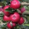 Fruit Snacks All Red Columnar Apple (Malus) - 5 Gallon Pot -Wilson Bros Garden malus fruit snacks all red columnar apple tree 1