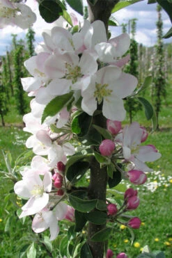 Fruit Snacks Blushing Delight Columnar Apple (Malus) - 5 Gallon Pot 10 Fruit Snacks Blushing Delight Columnar Apple (Malus) - 5 Gallon Pot -Wilson Bros Garden malus fruit snacks blushing delight columnar apple tree 1