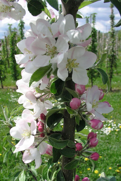 Fruit Snacks Blushing Delight Columnar Apple (Malus) - 5 Gallon Pot 6 Fruit Snacks Blushing Delight Columnar Apple (Malus) - 5 Gallon Pot - Image 4