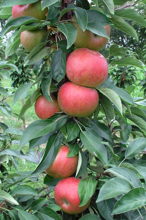 Fruit Snacks Blushing Delight Columnar Apple (Malus) - 5 Gallon Pot 3 Fruit Snacks Blushing Delight Columnar Apple (Malus) - 5 Gallon Pot