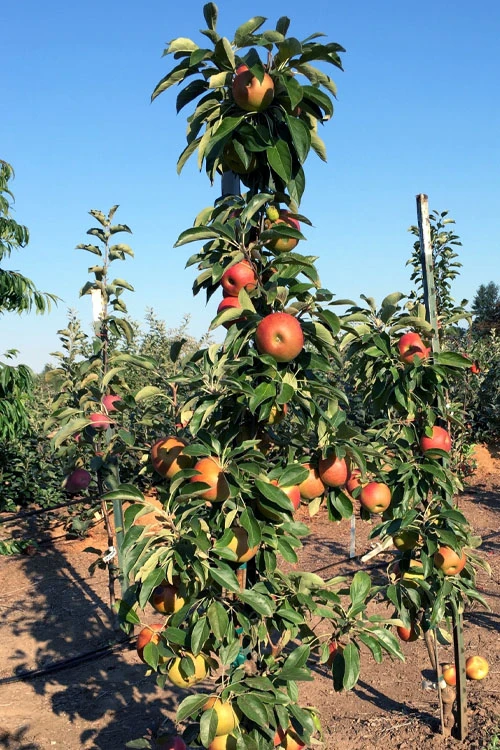 Fruit Snacks Blushing Delight Columnar Apple (Malus) - 5 Gallon Pot 5 Fruit Snacks Blushing Delight Columnar Apple (Malus) - 5 Gallon Pot - Image 3