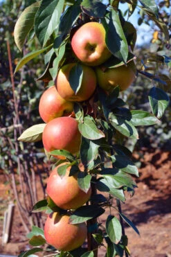 Fruit Snacks Blushing Delight Columnar Apple (Malus) - 5 Gallon Pot 11 Fruit Snacks Blushing Delight Columnar Apple (Malus) - 5 Gallon Pot -Wilson Bros Garden malus fruit snacks blushing delight columnar apple tree 5