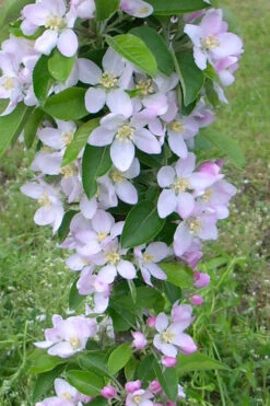 Fruit Snacks Golden Treat Columnar Apple (Malus) - 5 Gallon Pot 8 Fruit Snacks Golden Treat Columnar Apple (Malus) - 5 Gallon Pot -Wilson Bros Garden malus fruit snacks golden treats columnar apple tree 1