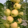 Fruit Snacks Golden Treat Columnar Apple (Malus) - 5 Gallon Pot -Wilson Bros Garden malus fruit snacks golden treats columnar apple tree 2 1