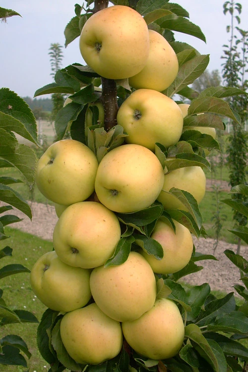Fruit Snacks Golden Treat Columnar Apple (Malus) - 5 Gallon Pot 3 Fruit Snacks Golden Treat Columnar Apple (Malus) - 5 Gallon Pot