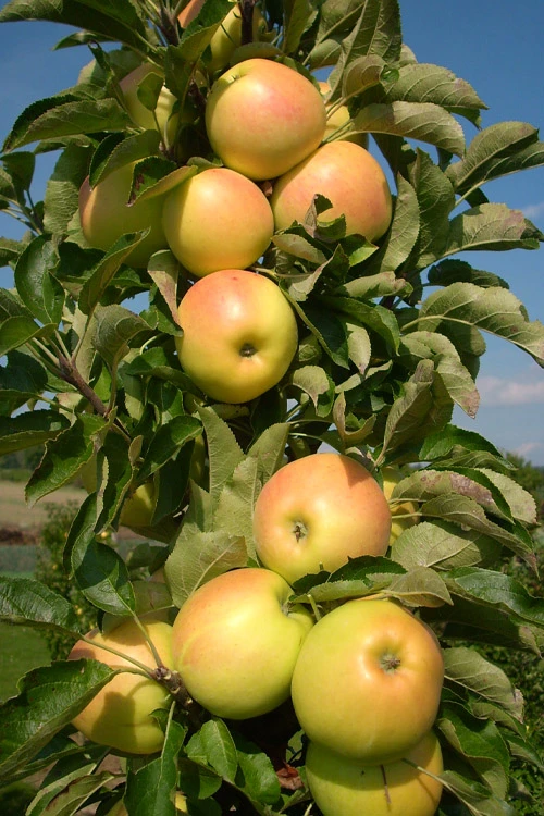 Fruit Snacks Golden Treat Columnar Apple (Malus) - 5 Gallon Pot 6 Fruit Snacks Golden Treat Columnar Apple (Malus) - 5 Gallon Pot - Image 4