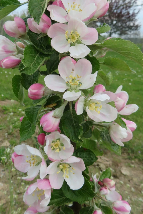 Fruit Snacks Sweet Treat Columnar Apple (Malus) - 5 Gallon Pot 5 Fruit Snacks Sweet Treat Columnar Apple (Malus) - 5 Gallon Pot - Image 3