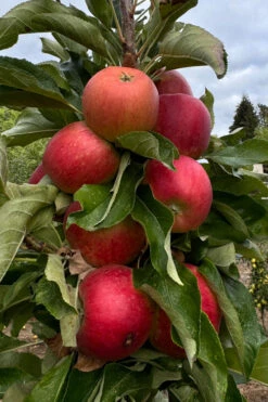 Fruit Snacks Sweet Treat Columnar Apple (Malus) - 5 Gallon Pot 11 Fruit Snacks Sweet Treat Columnar Apple (Malus) - 5 Gallon Pot -Wilson Bros Garden malus fruit snacks sweet treat columnar apple tree 2