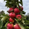 Fruit Snacks Sweet Treat Columnar Apple (Malus) - 5 Gallon Pot -Wilson Bros Garden malus fruit snacks sweet treat columnar apple tree 4