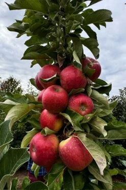 3-in-1 Fruit Snacks Columnar Apple (Malus) - 5 Gallon Pot -Wilson Bros Garden malus fruit snacks sweet treat columnar apple tree 4 thumbnail