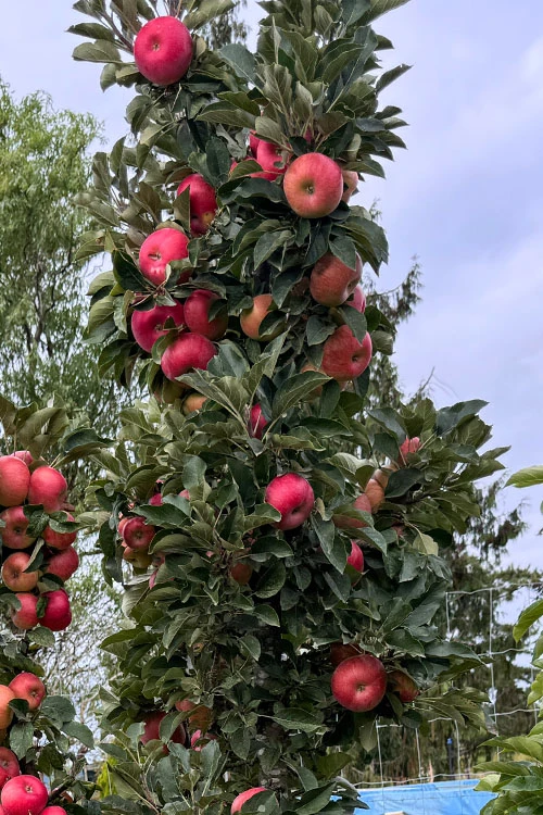 Fruit Snacks Sweet Treat Columnar Apple (Malus) - 5 Gallon Pot 7 Fruit Snacks Sweet Treat Columnar Apple (Malus) - 5 Gallon Pot - Image 5