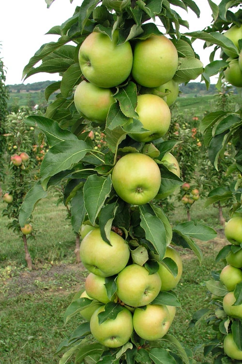 Fruit Snacks Tangy Green Columnar Apple (Malus) - 5 Gallon Pot 7 Fruit Snacks Tangy Green Columnar Apple (Malus) - 5 Gallon Pot - Image 5