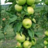 Fruit Snacks Tangy Green Columnar Apple (Malus) - 5 Gallon Pot -Wilson Bros Garden malus fruit snacks tangy green columnar apple tree 2