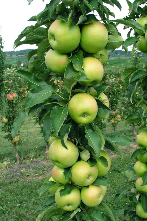 Fruit Snacks Tangy Green Columnar Apple (Malus) - 5 Gallon Pot 3 Fruit Snacks Tangy Green Columnar Apple (Malus) - 5 Gallon Pot