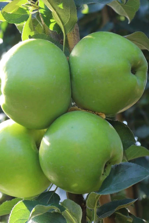 Fruit Snacks Tangy Green Columnar Apple (Malus) - 5 Gallon Pot 5 Fruit Snacks Tangy Green Columnar Apple (Malus) - 5 Gallon Pot - Image 3