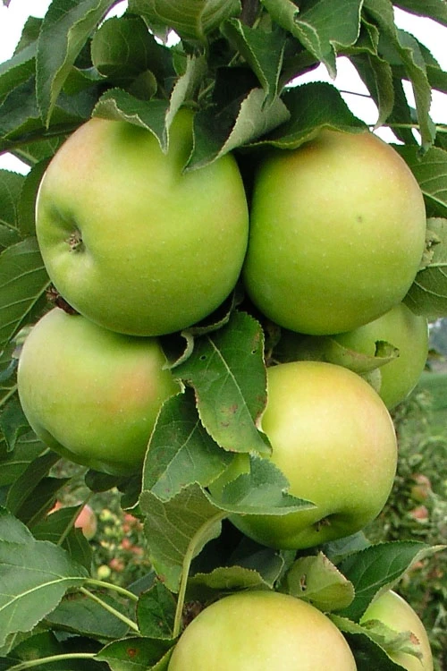 Fruit Snacks Tangy Green Columnar Apple (Malus) - 5 Gallon Pot 6 Fruit Snacks Tangy Green Columnar Apple (Malus) - 5 Gallon Pot - Image 4