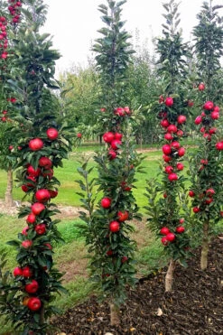 Fruit Snacks Tasty Red Columnar Apple (Malus) - 5 Gallon Pot -Wilson Bros Garden malus fruit snacks tasty red columnar apple tree 1