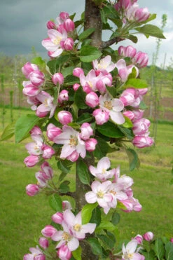 2-in-1 Fruit Snacks Columnar Apple (Malus) - 5 Gallon Pot 13 2-in-1 Fruit Snacks Columnar Apple (Malus) - 5 Gallon Pot -Wilson Bros Garden malus fruit snacks tasty red columnar apple tree 10 2