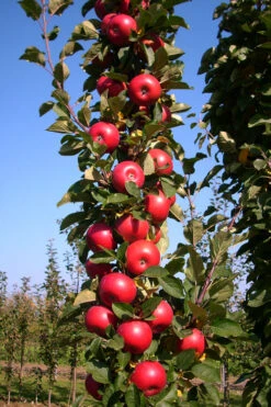 2-in-1 Fruit Snacks Columnar Apple (Malus) - 5 Gallon Pot 14 2-in-1 Fruit Snacks Columnar Apple (Malus) - 5 Gallon Pot -Wilson Bros Garden malus fruit snacks tasty red columnar apple tree 11 2