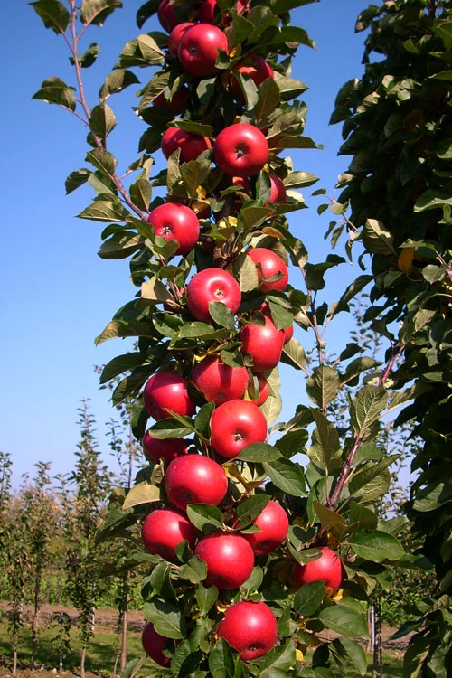 2-in-1 Fruit Snacks Columnar Apple (Malus) - 5 Gallon Pot 8 2-in-1 Fruit Snacks Columnar Apple (Malus) - 5 Gallon Pot - Image 6