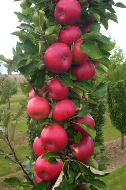 2-in-1 Fruit Snacks Columnar Apple (Malus) - 5 Gallon Pot 15 2-in-1 Fruit Snacks Columnar Apple (Malus) - 5 Gallon Pot -Wilson Bros Garden malus fruit snacks tasty red columnar apple tree 12 2