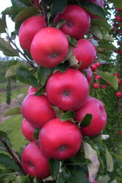 Fruit Snacks Tasty Red Columnar Apple (Malus) - 5 Gallon Pot -Wilson Bros Garden malus fruit snacks tasty red columnar apple tree 9 1