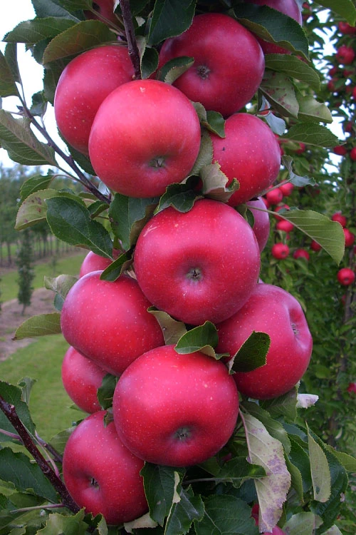 2-in-1 Fruit Snacks Columnar Apple (Malus) - 5 Gallon Pot 5 2-in-1 Fruit Snacks Columnar Apple (Malus) - 5 Gallon Pot - Image 3