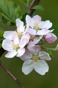 4-in-1 Apple Tree - 7 Gallon Pot 5-6’ -Wilson Bros Garden malus pumila common apple tree 2