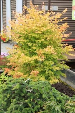 Bihou Yellow Bark Japanese Maple - 3 Gallon Pot 13 Bihou Yellow Bark Japanese Maple - 3 Gallon Pot -Wilson Bros Garden maple japanese bihou 2 500x750 1