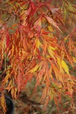 Otto's Dissectum Japanese Maple (Acer Palmatum) - 5 Gallon Pot -Wilson Bros Garden maple japanese ottos 500x750 2