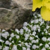 White Flowering Mazus - 18-Pack Of Pint Pots -Wilson Bros Garden mazus reptans alba white 102 3