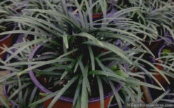 Kyoto Super Dwarf Mondo Grass - 3 Pack Of Pint Pots 11 Kyoto Super Dwarf Mondo Grass - 3 Pack Of Pint Pots -Wilson Bros Garden mondo grass super dwarf 21