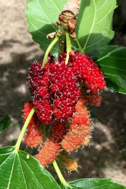 Red Mulberry Tree (Morus Rubra) - 5 Gallon Pot -Wilson Bros Garden morus rubra red mulberry berries 12