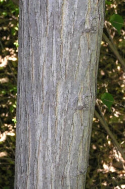 Red Mulberry Tree (Morus Rubra) - 5 Gallon Pot -Wilson Bros Garden morus rubra red mulberry trunk bark 1