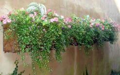 Creeping Wire Vine (Muehlenbeckia Axillaris) - 10 Pack Of Pint Pots -Wilson Bros Garden muehlenbeckia axillaris creeping wire vine 100