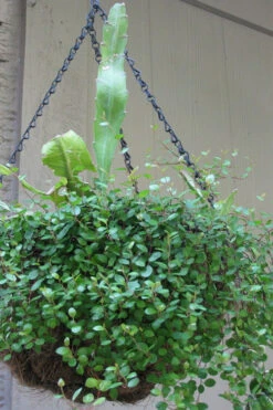 Creeping Wire Vine (Muehlenbeckia Axillaris) - 10 Pack Of Pint Pots -Wilson Bros Garden muehlenbeckia axillaris creeping wire vine 101