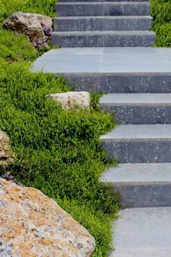 Creeping Wire Vine (Muehlenbeckia Axillaris) - 10 Pack Of Pint Pots -Wilson Bros Garden muehlenbeckia axillaris creeping wire vine 102