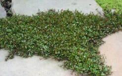 Creeping Wire Vine (Muehlenbeckia Axillaris) - 18 Pack Of Pint Pots -Wilson Bros Garden muehlenbeckia axillaris nana dwarf creeping wire vine 100 2