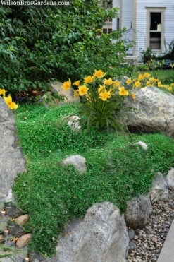 Little Leaf Creeping Wire Vine (Muehlenbeckia Axillaris 'Nana') - 10 Pack Of 4" Pots