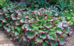 Crimson Fans Mukdenia 'Karasuba' - 1 Gallon Pot -Wilson Bros Garden mukdenia rossii karasuba crimson fans 1